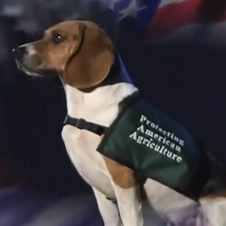 Enlarge Labrador, a Adoptable mixed breed in Newnan, GA image 3/3