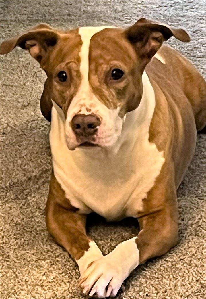 Leah, ADOPTABLE, Adult Female Terrier.