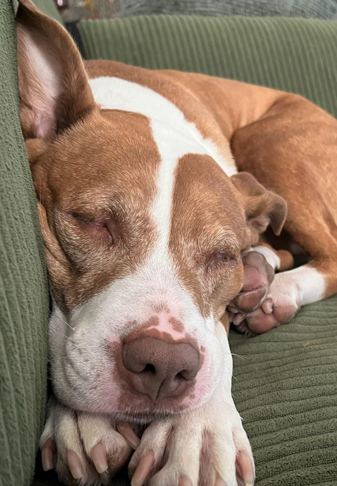 Leah, a ADOPTABLE mixed breed in Iowa City, IA image 2/2