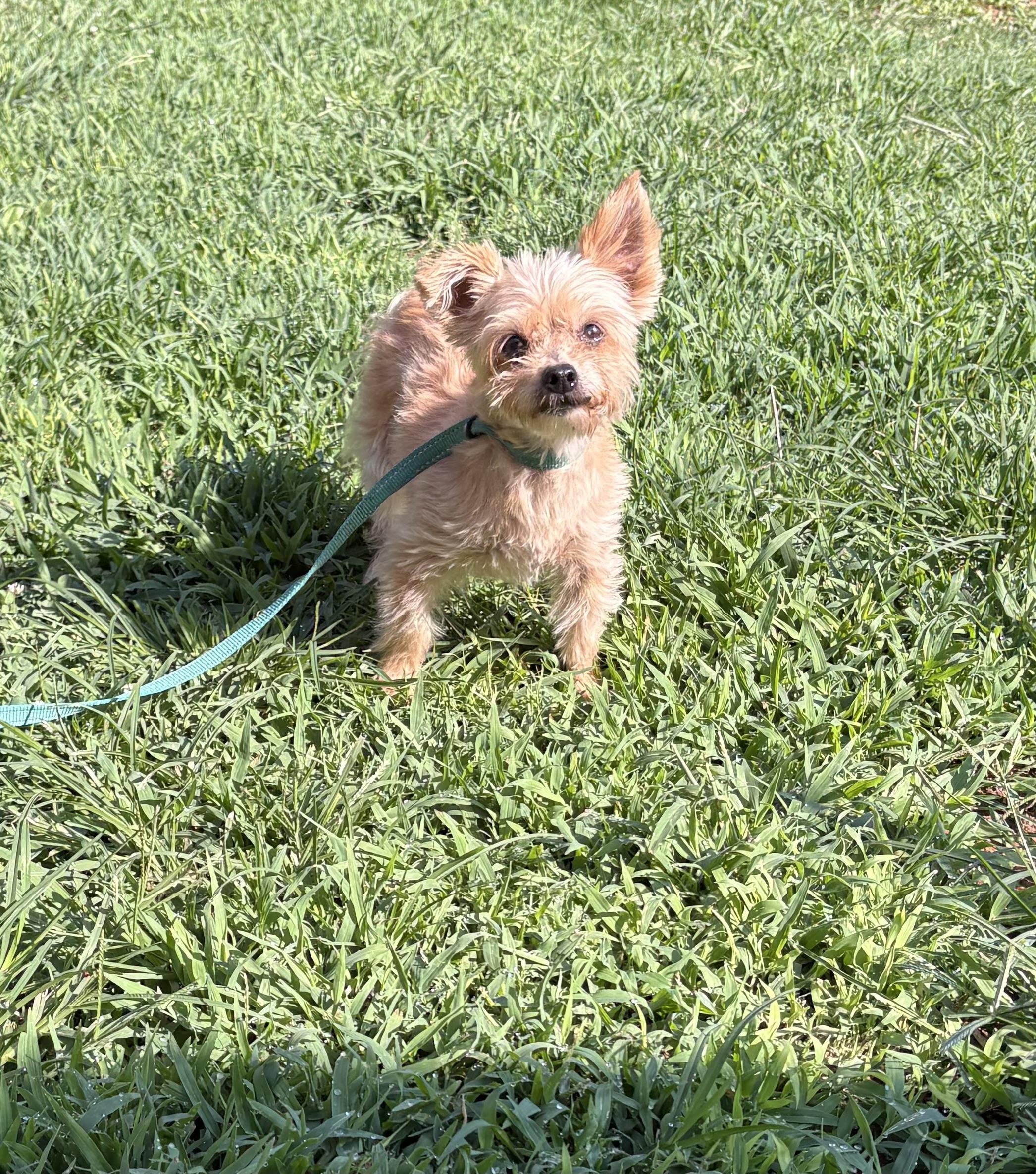 Savannah, an adopted mixed breed in Hartselle, AL image 2/2