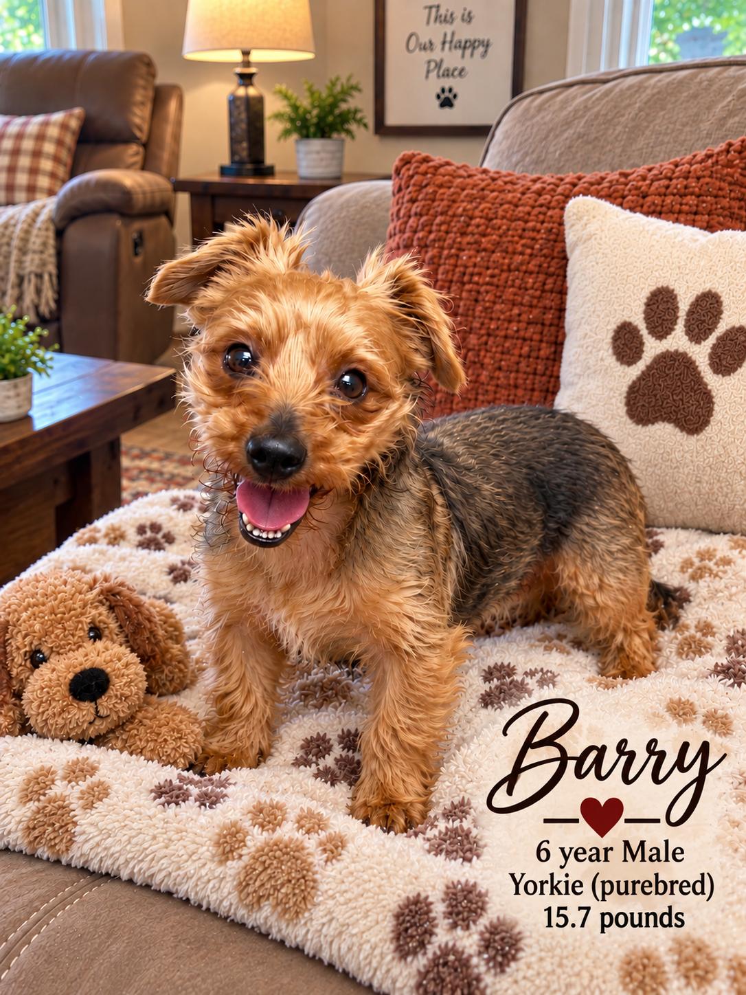 BARRY - 6 YEAR MALE YORKIE - PETCO, 5011 E. RAY ROAD, PHX 85044 ON SATURDAY, SEPTEMBER 19th, 11-2PM, Adoptable, Adult Male Yorkshire Terrier.