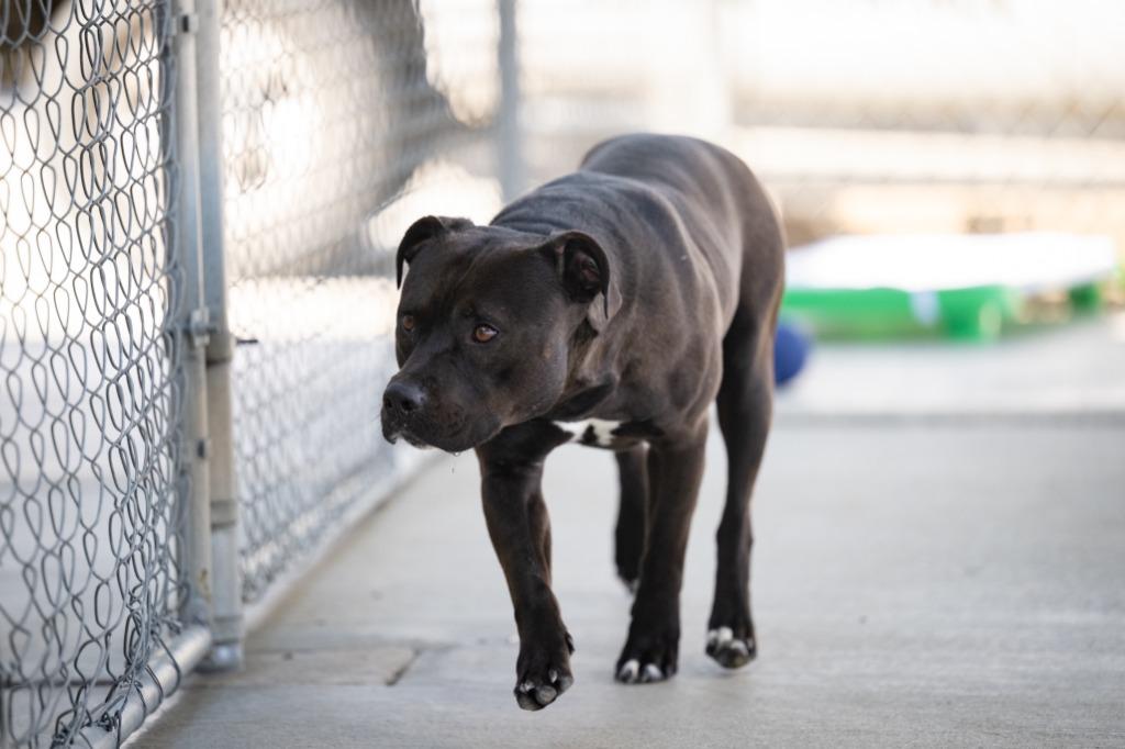 Enlarge Kipper, a Adoptable mixed breed in Twentynine Palms, CA image 1/3