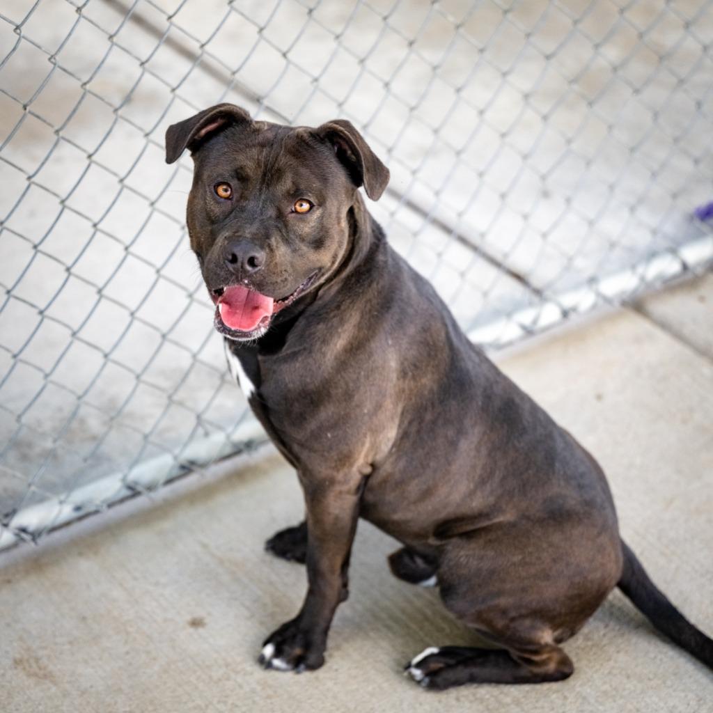 Enlarge Kipper, a Adoptable mixed breed in Twentynine Palms, CA image 3/3