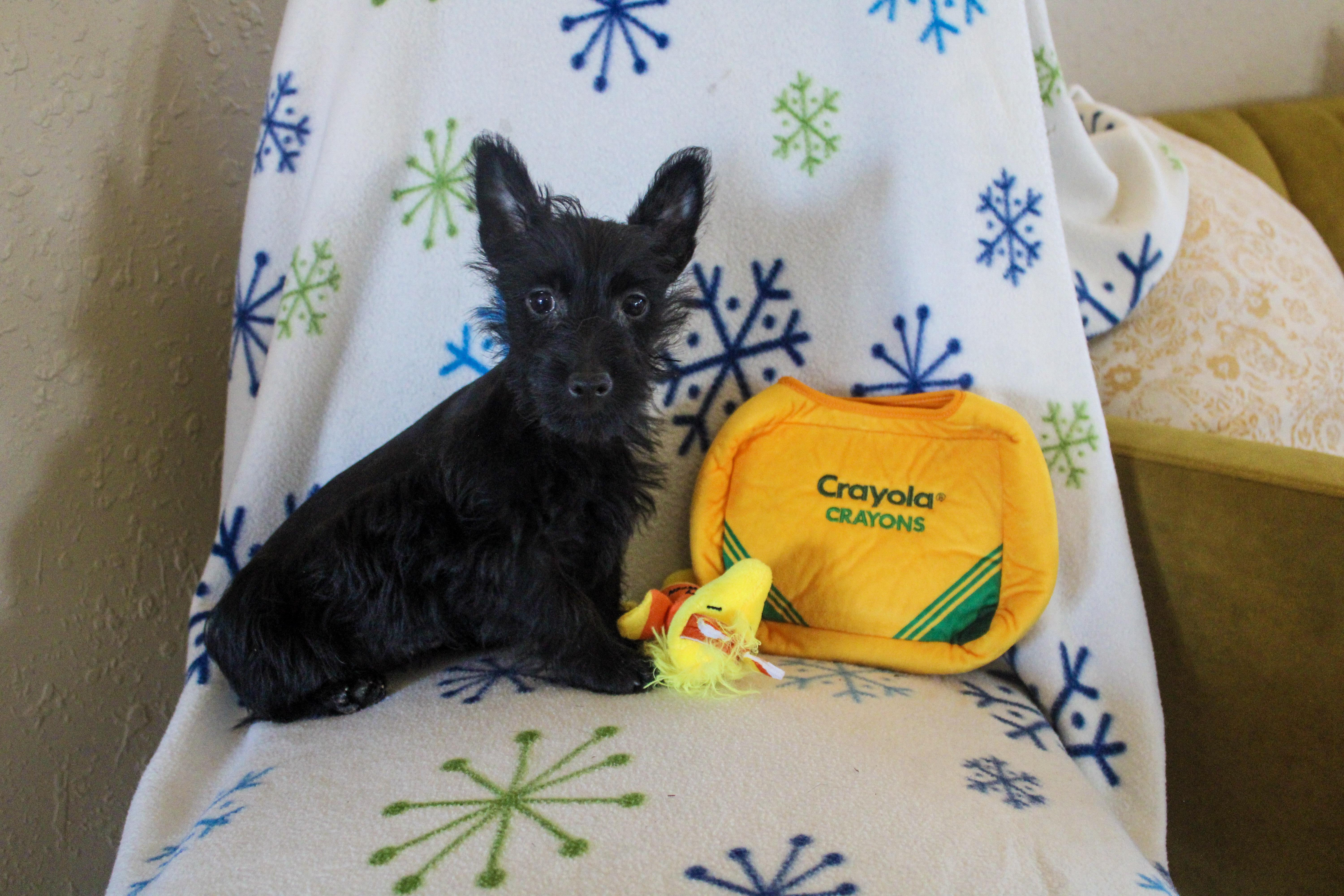 Millie, adopted, Young Female Scottish Terrier.
