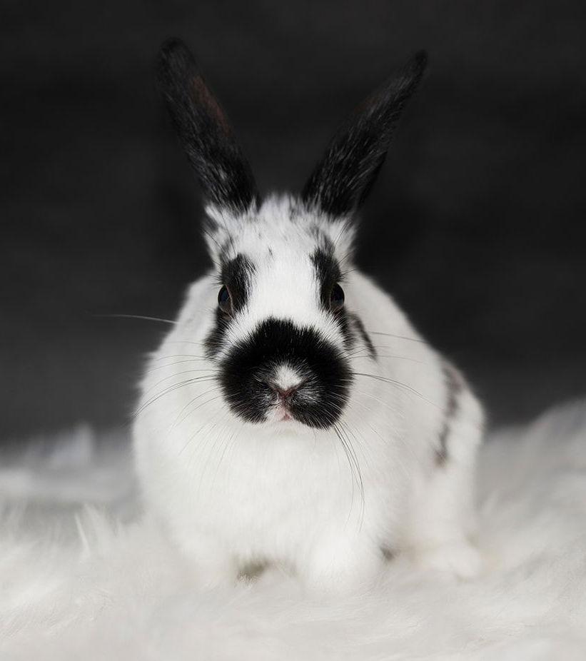 Enlarge Kenai, a Adoptable English Spot in Lakeville, MN image 1/3