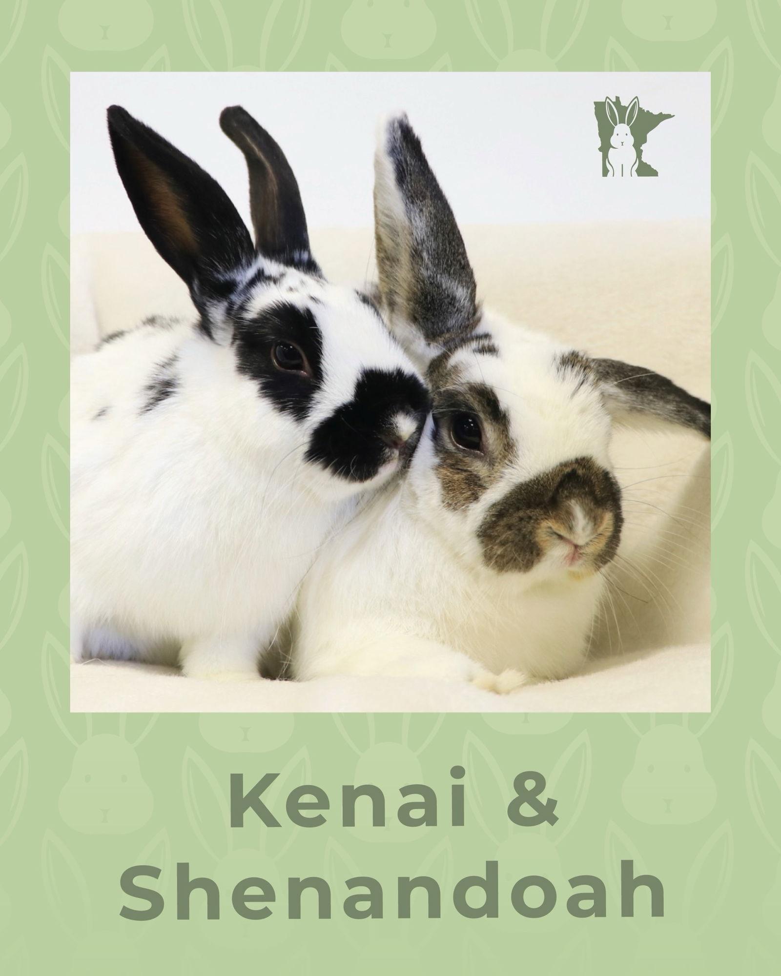 Enlarge Kenai, a Adoptable English Spot in Lakeville, MN image 2/3