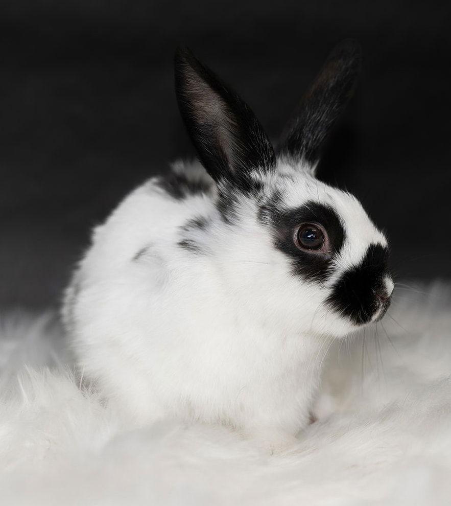 Enlarge Kenai, a Adoptable English Spot in Lakeville, MN image 3/3