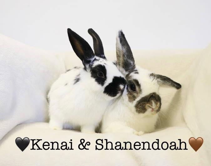 Enlarge Kenai, a Adoptable English Spot in Lakeville, MN image 3/3
