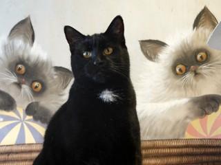 Enlarge Sally, an adoptable mixed breed in Anaconda, MT image 1/6