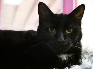 Enlarge Sally, an adoptable mixed breed in Anaconda, MT image 3/6