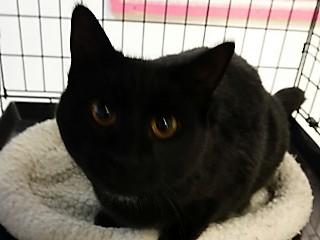 Enlarge Sally, an adoptable mixed breed in Anaconda, MT image 6/6