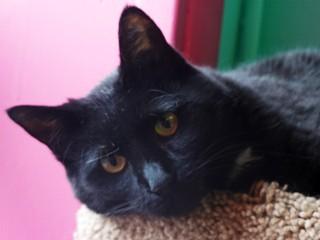 Sally, adoptable, Adult Female Domestic Short Hair.
