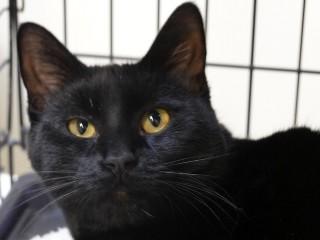 Enlarge Sally, an adoptable mixed breed in Anaconda, MT image 4/6