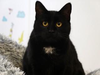 Enlarge Sally, an adoptable mixed breed in Anaconda, MT image 2/6