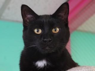 Sally, adoptable, Adult Female Domestic Short Hair.