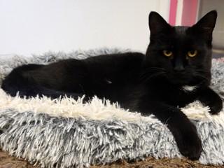 Enlarge Sally, an adoptable mixed breed in Anaconda, MT image 5/6