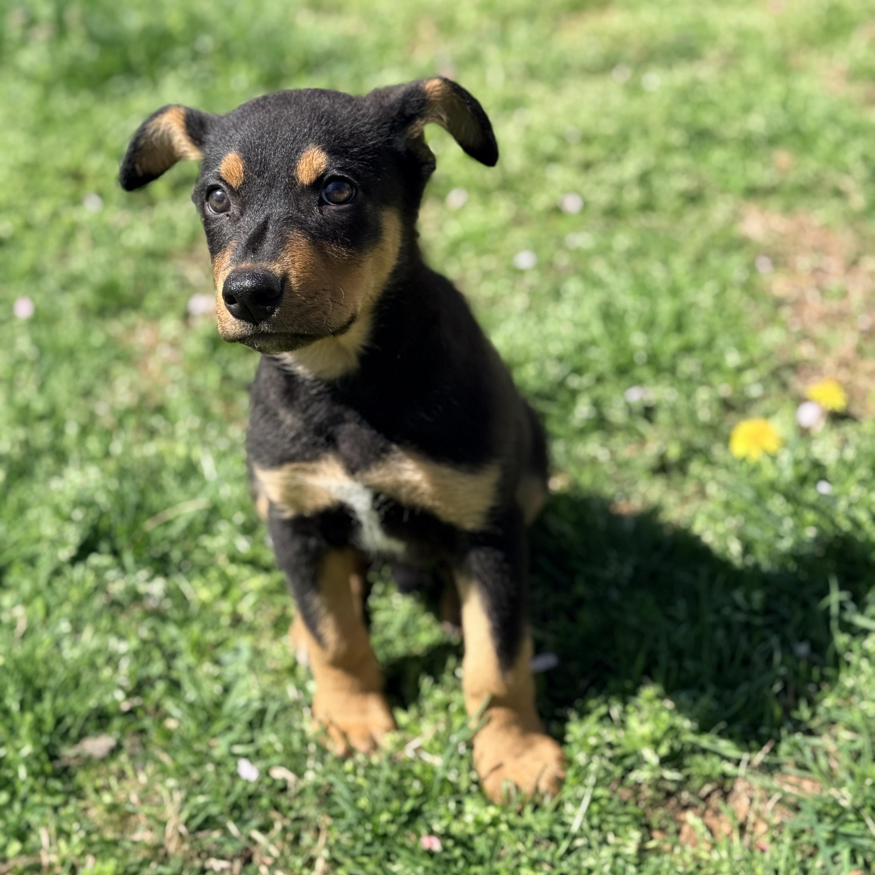 Enlarge Hiyori , an adopted mixed breed in Columbia, MD image 4/4