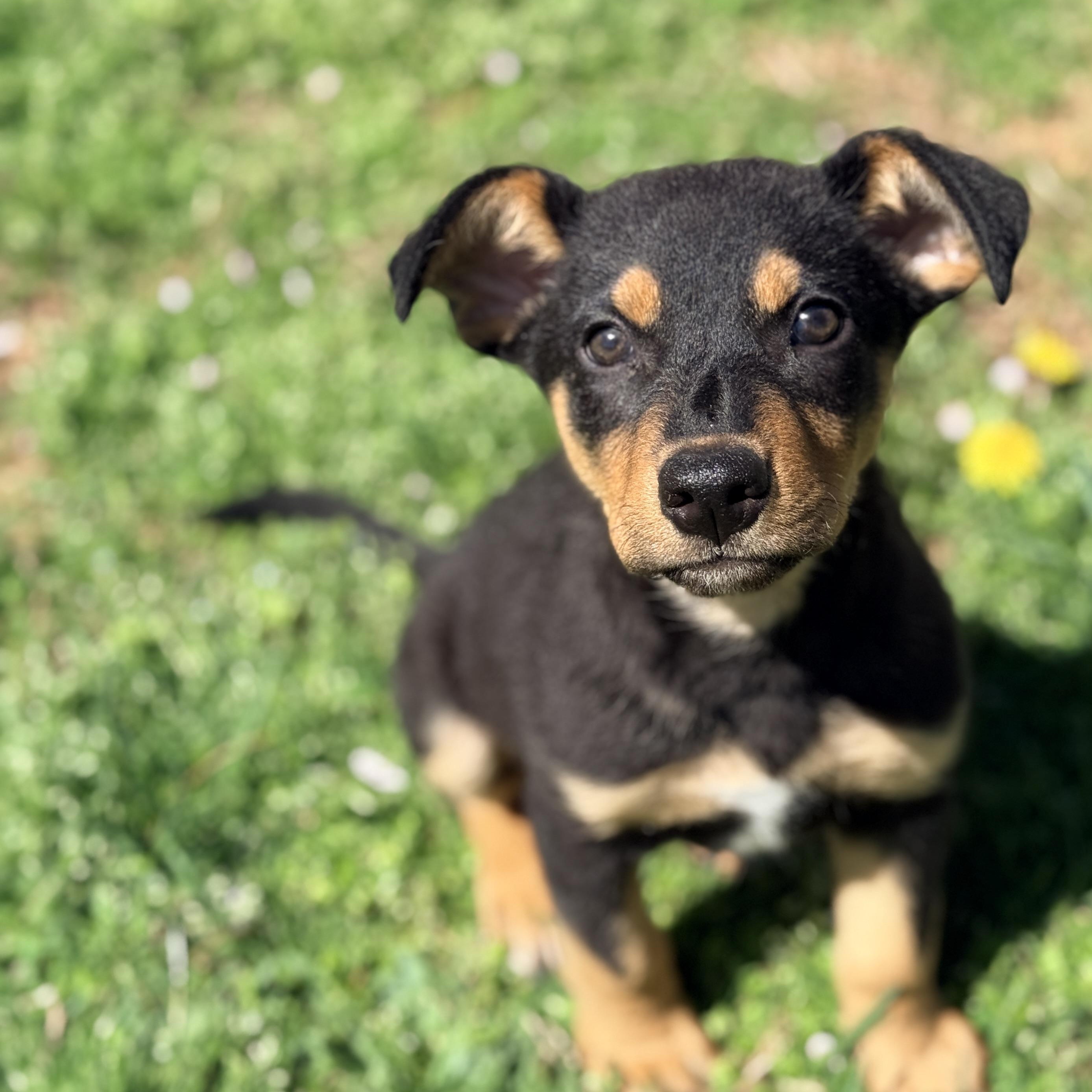 Enlarge Hiyori , an adopted mixed breed in Columbia, MD image 1/4