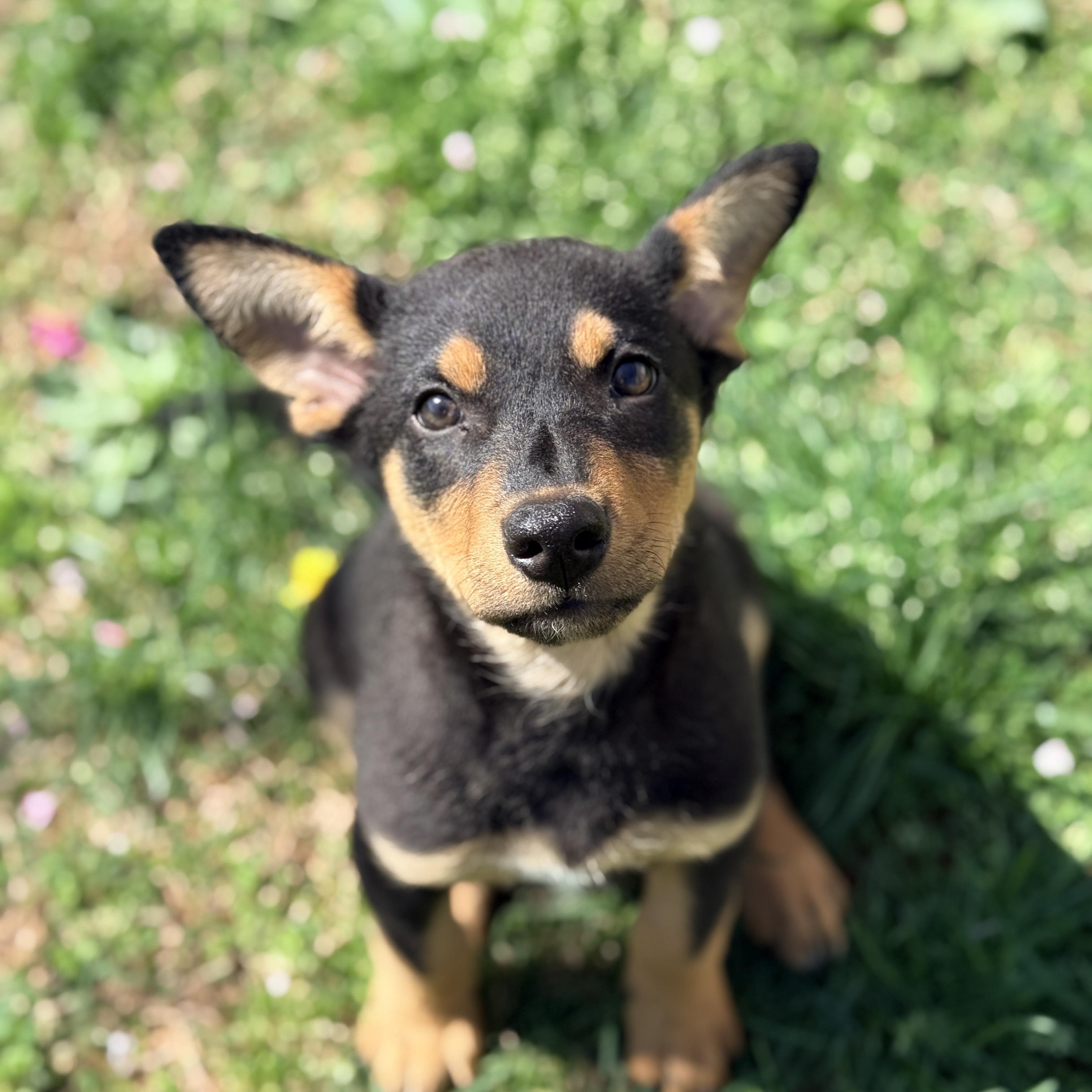 Enlarge Hiyori , an adopted mixed breed in Columbia, MD image 2/4