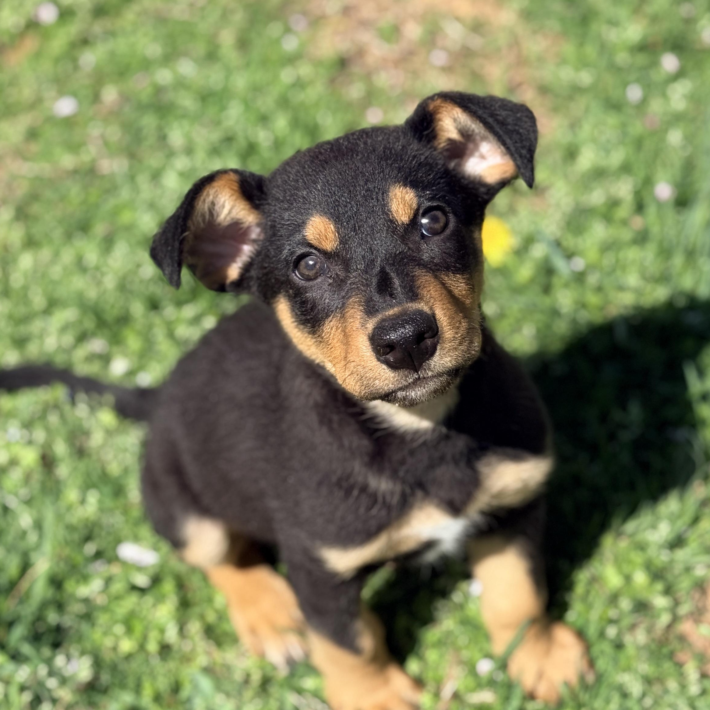 Enlarge Hiyori , an adopted mixed breed in Columbia, MD image 3/4