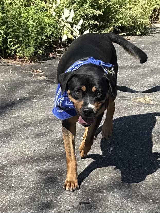 Enlarge Ascot, an adopted mixed breed in Old Westbury, NY image 1/6
