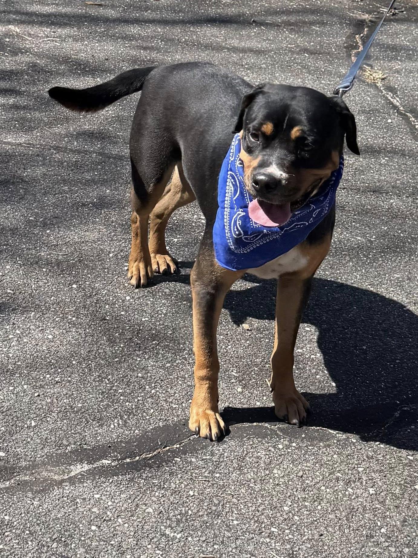 Enlarge Ascot, an adopted mixed breed in Old Westbury, NY image 2/6