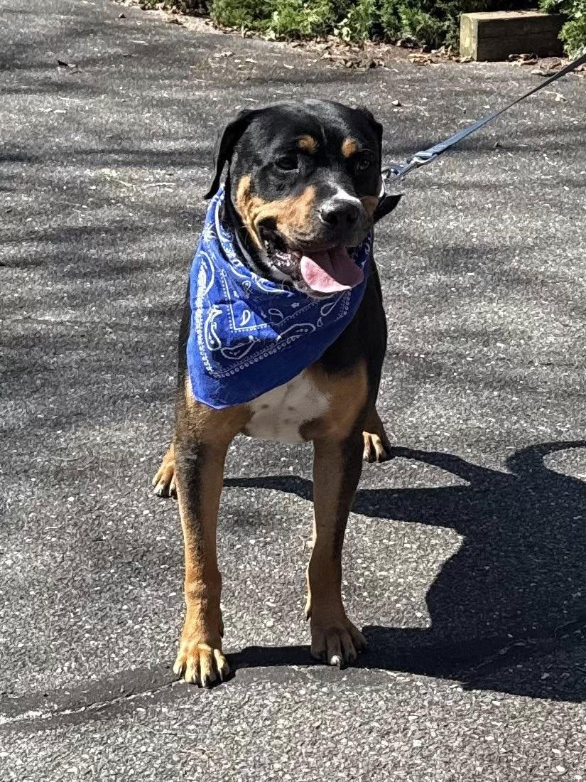 Ascot, adopted, Young Male Rottweiler.