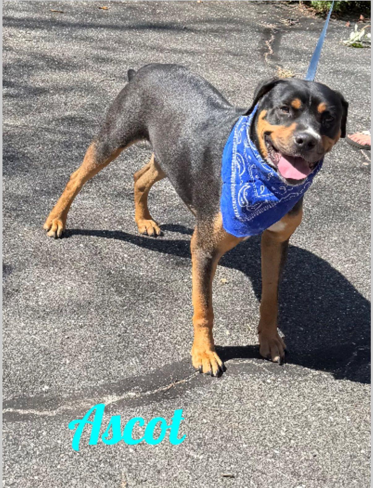 Enlarge Ascot, an adopted mixed breed in Old Westbury, NY image 5/6