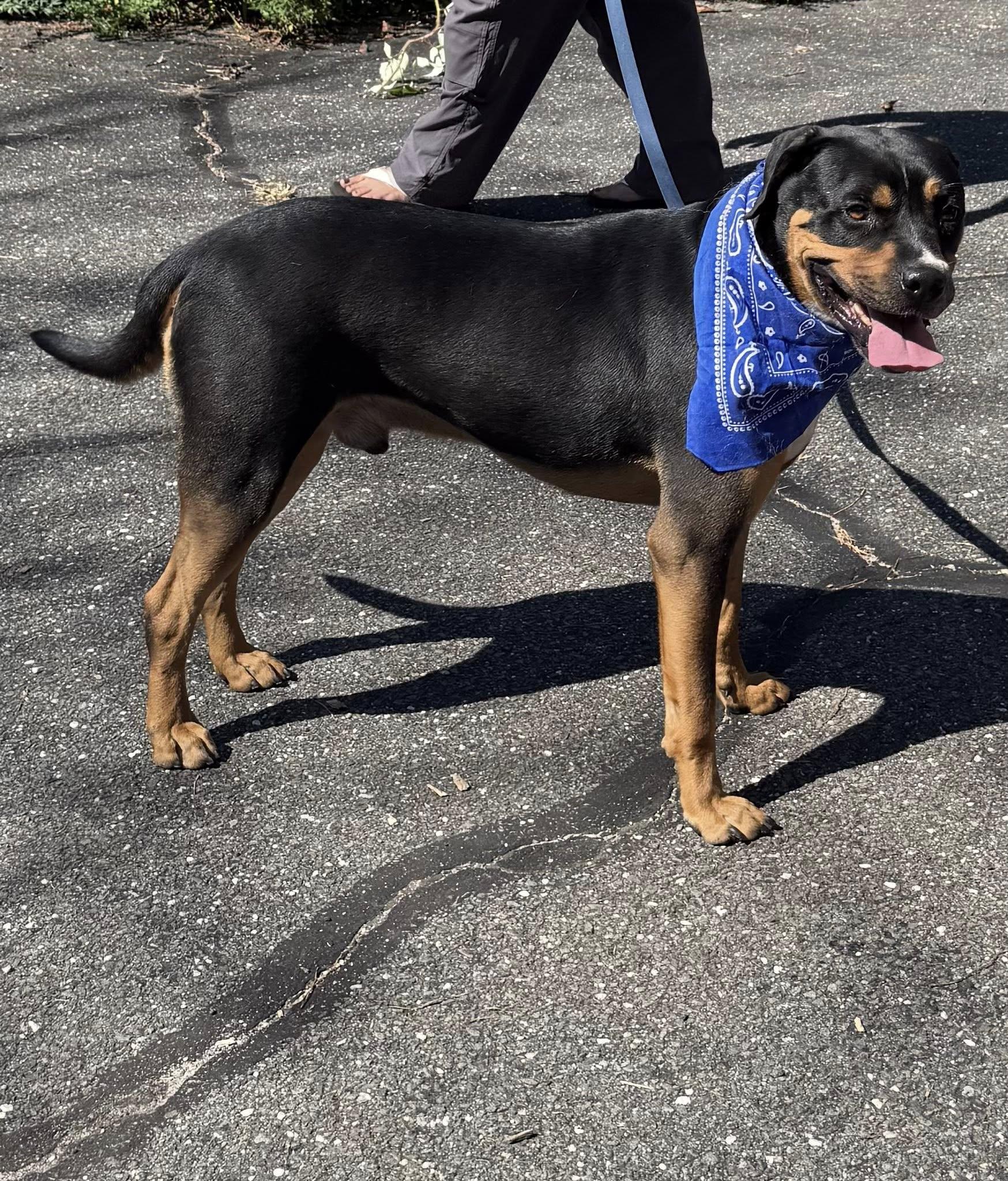 Enlarge Ascot, an adopted mixed breed in Old Westbury, NY image 6/6