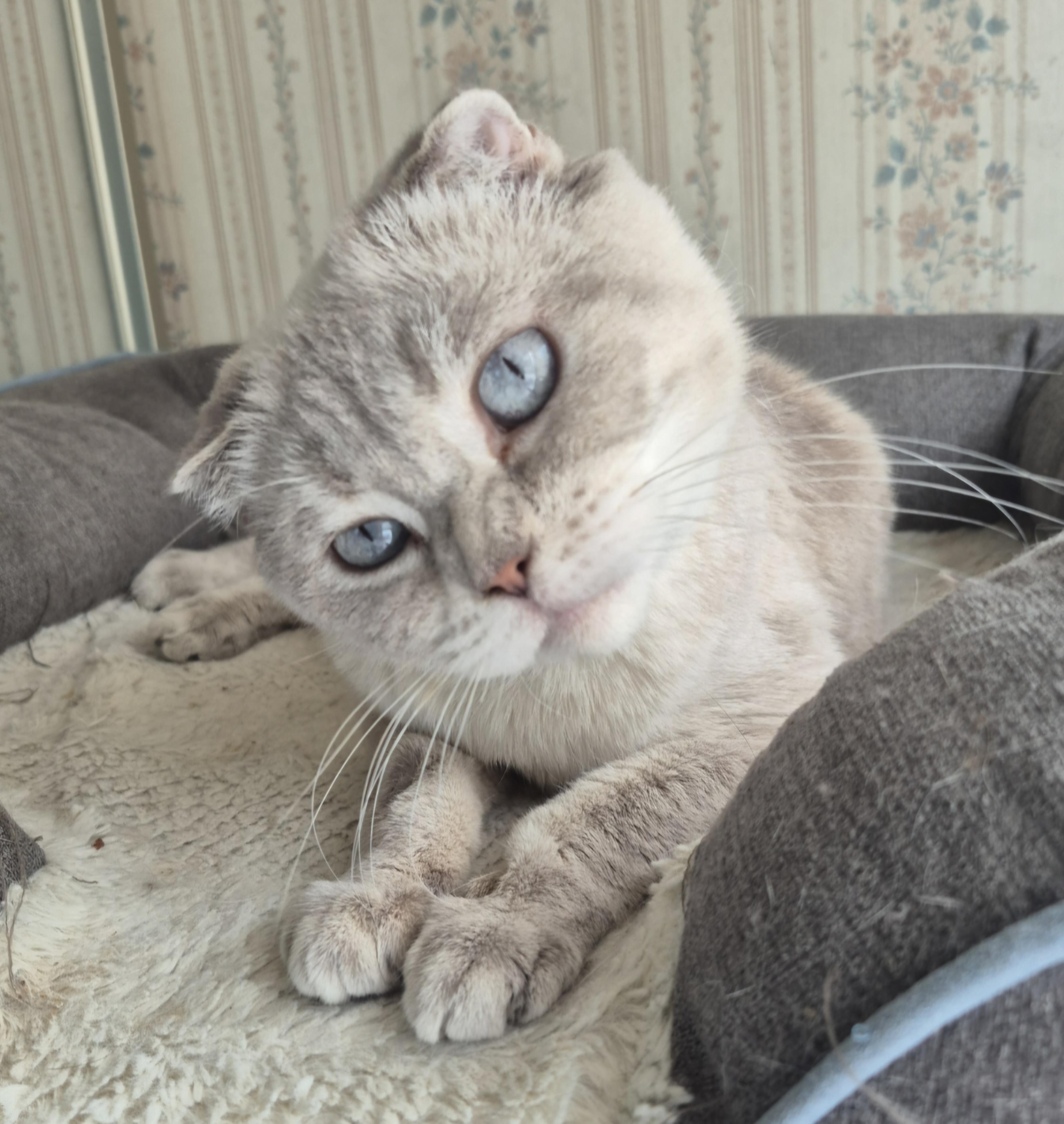 Enlarge Bianka, an adopted Scottish Fold in Attleboro, MA image 4/6