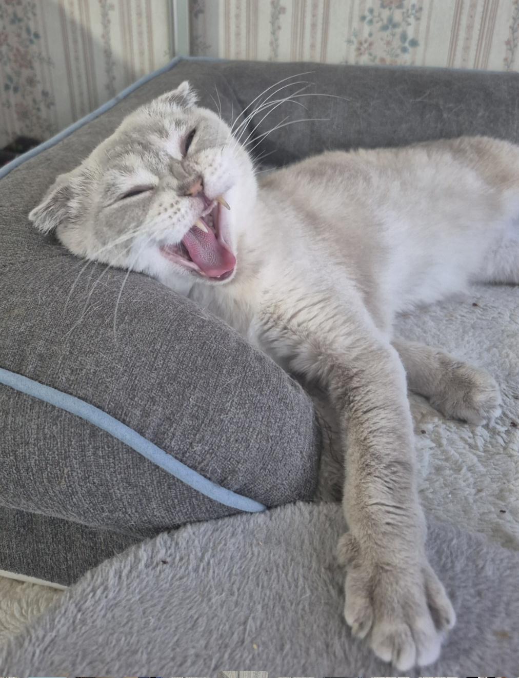 Enlarge Bianka, an adopted Scottish Fold in Attleboro, MA image 5/6