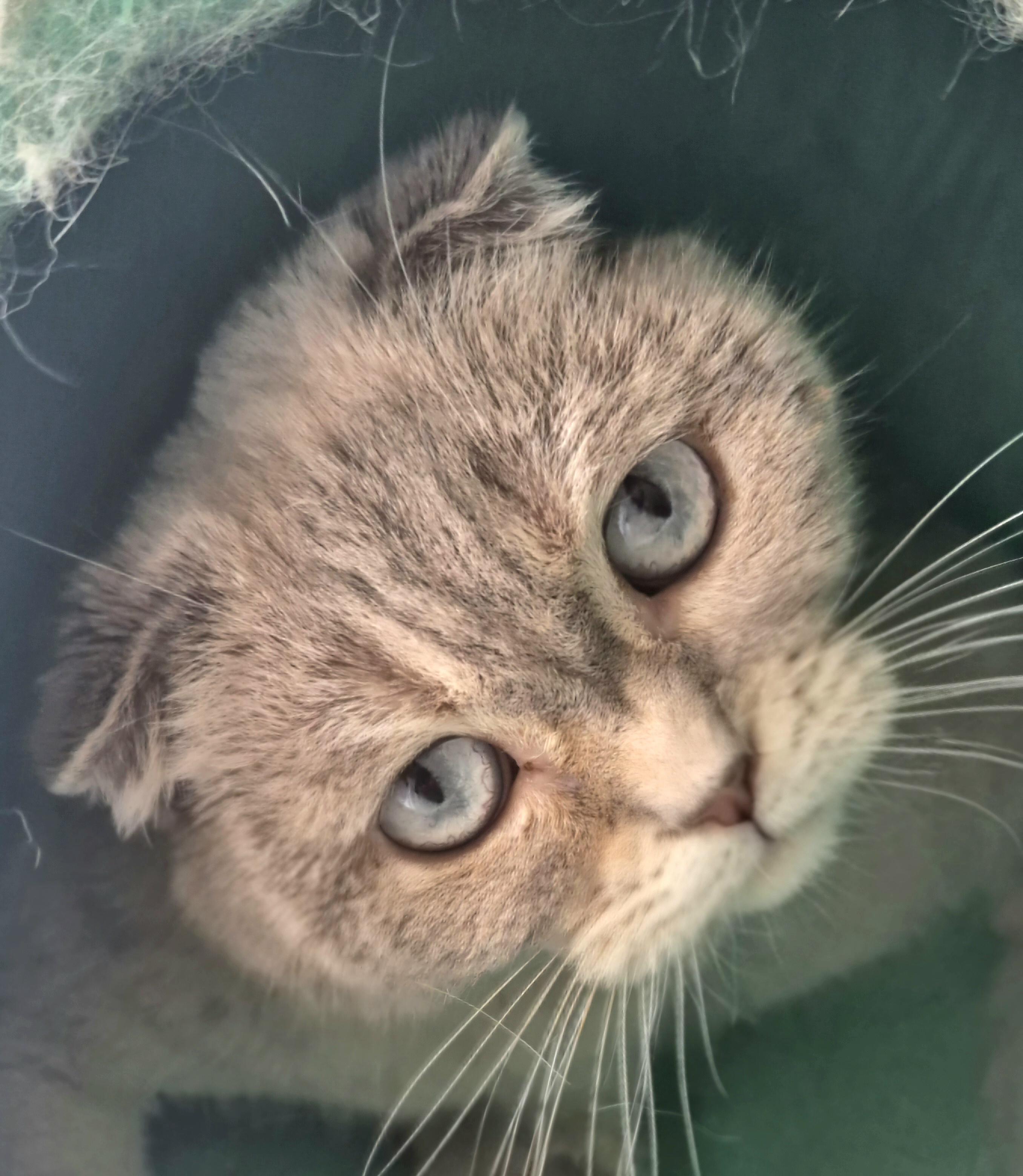 Enlarge Bianka, an adopted Scottish Fold in Attleboro, MA image 2/6
