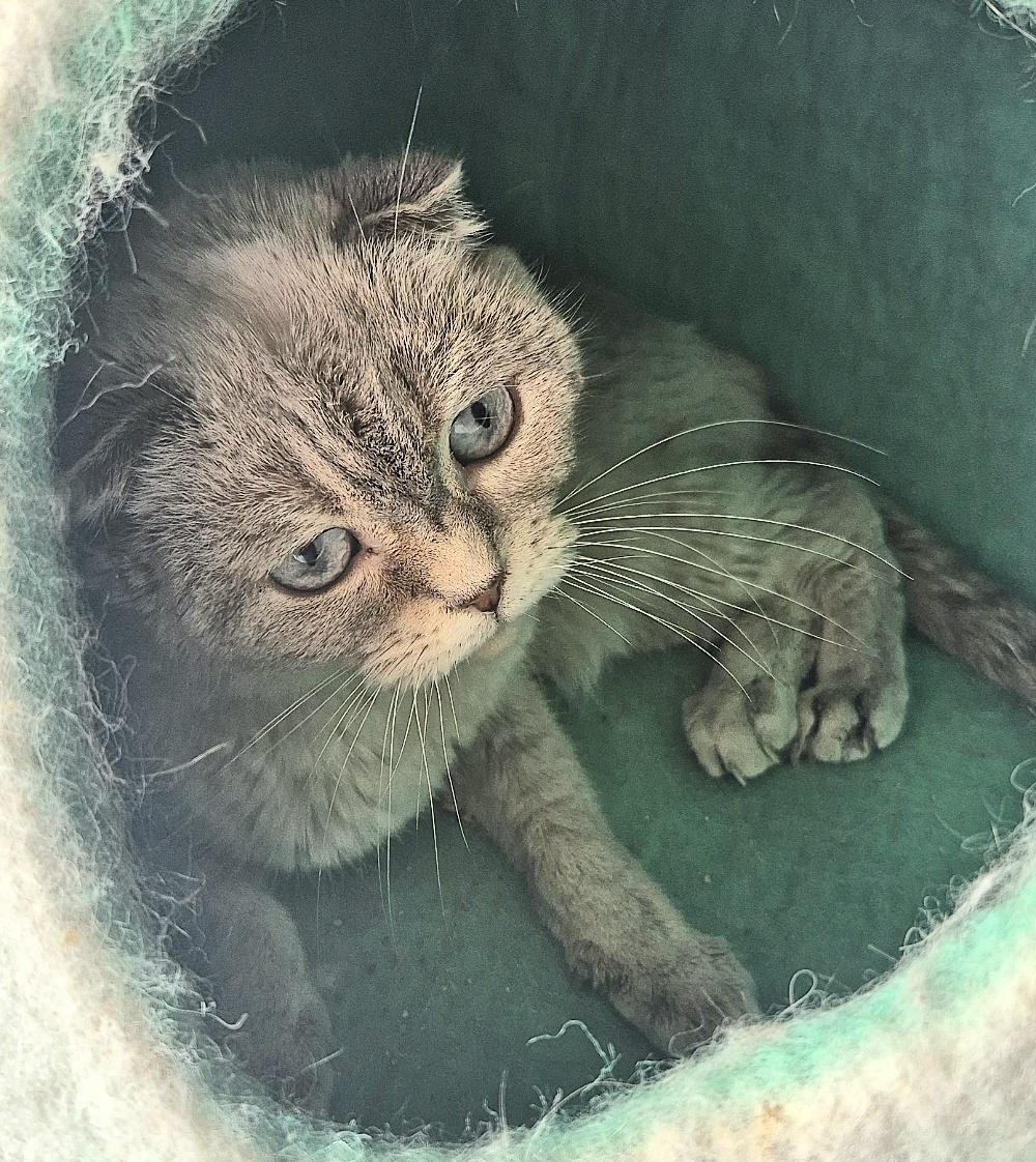 Enlarge Bianka, an adopted Scottish Fold in Attleboro, MA image 6/6
