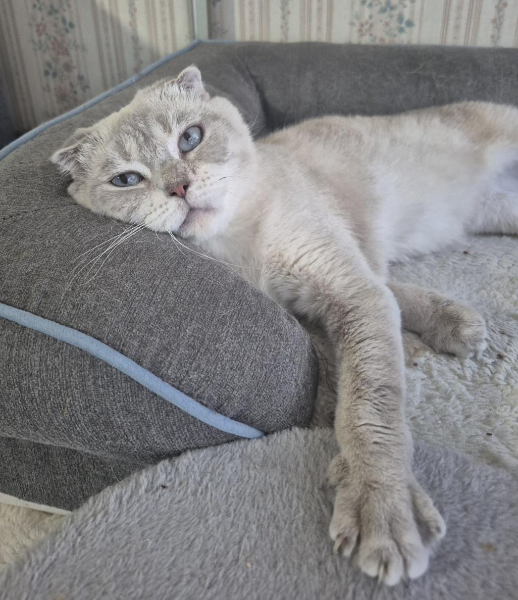 Enlarge Bianka, an adopted Scottish Fold in Attleboro, MA image 3/6