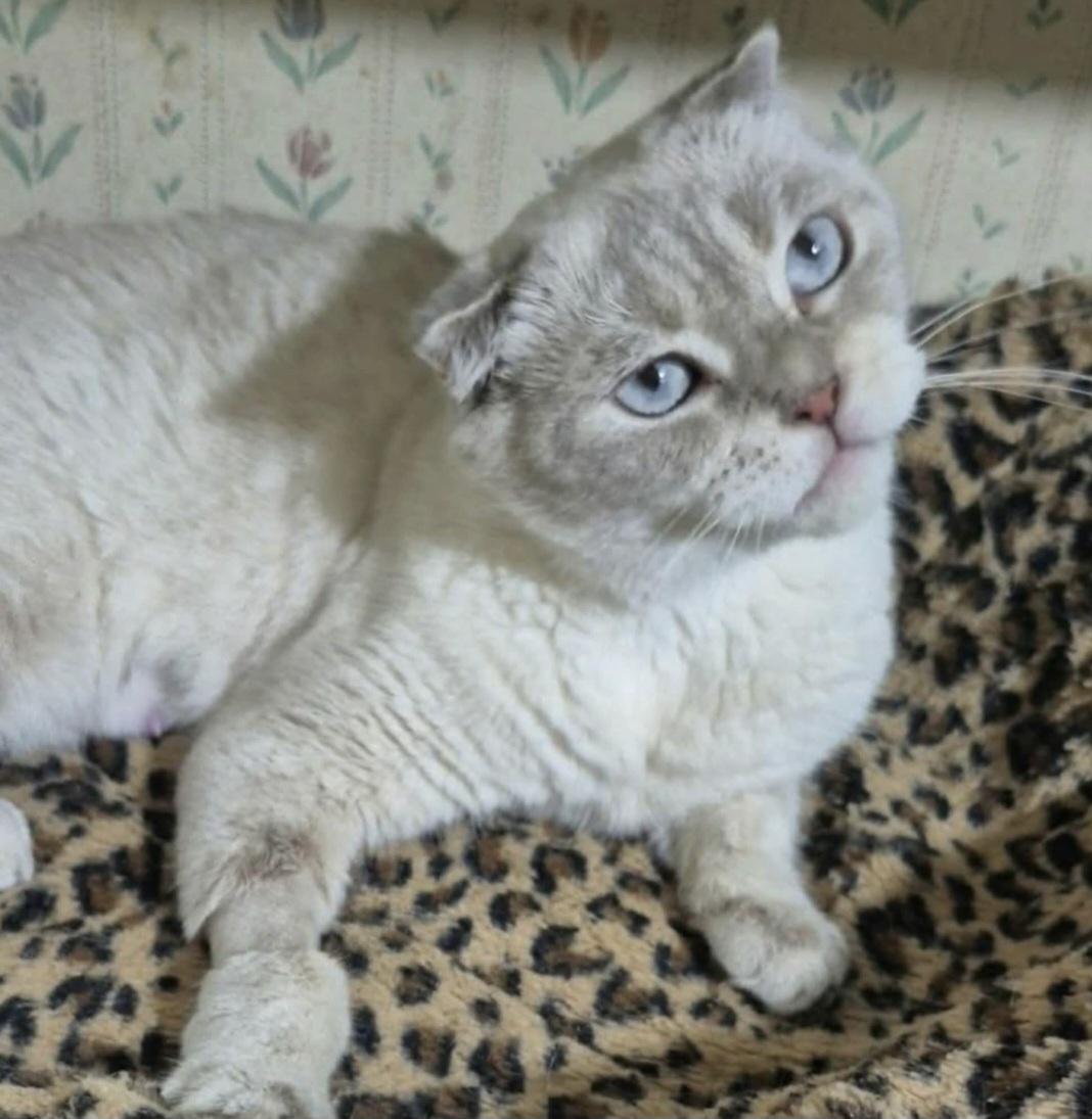 Enlarge Bianka, an adopted Scottish Fold in Attleboro, MA image 1/6