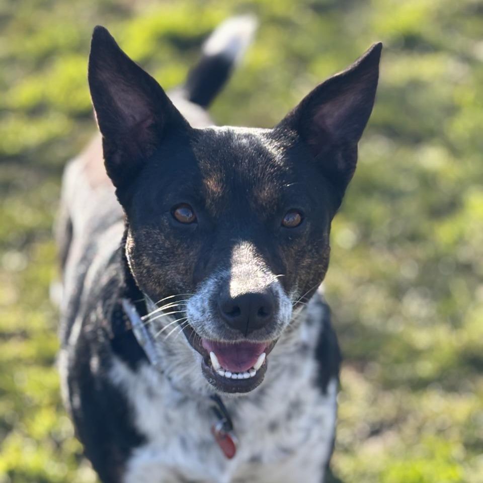 Bella, Adoptable, Adult Female Mixed Breed.