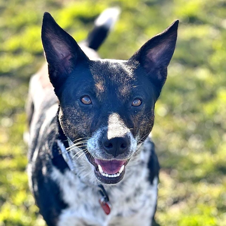 Bella, Adoptable, Adult Female Mixed Breed.