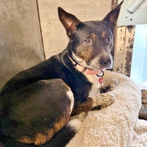 Bella, Adoptable, Adult Female Mixed Breed.