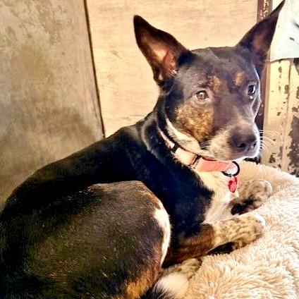 Enlarge Bella, a Adoptable Mixed Breed in Medford, OR image 2/2