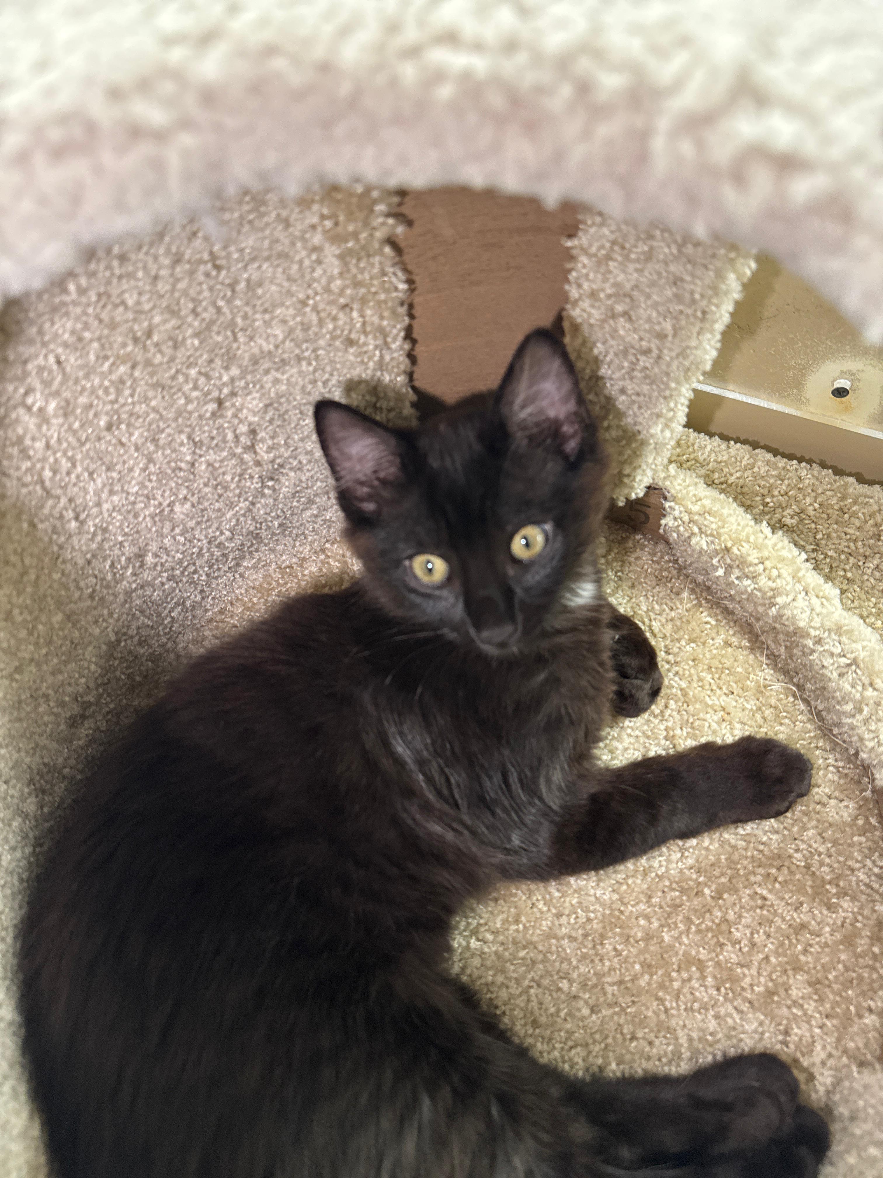 Jacob - male kitten, an adopted Domestic Long Hair in San Francisco, CA image 3/5