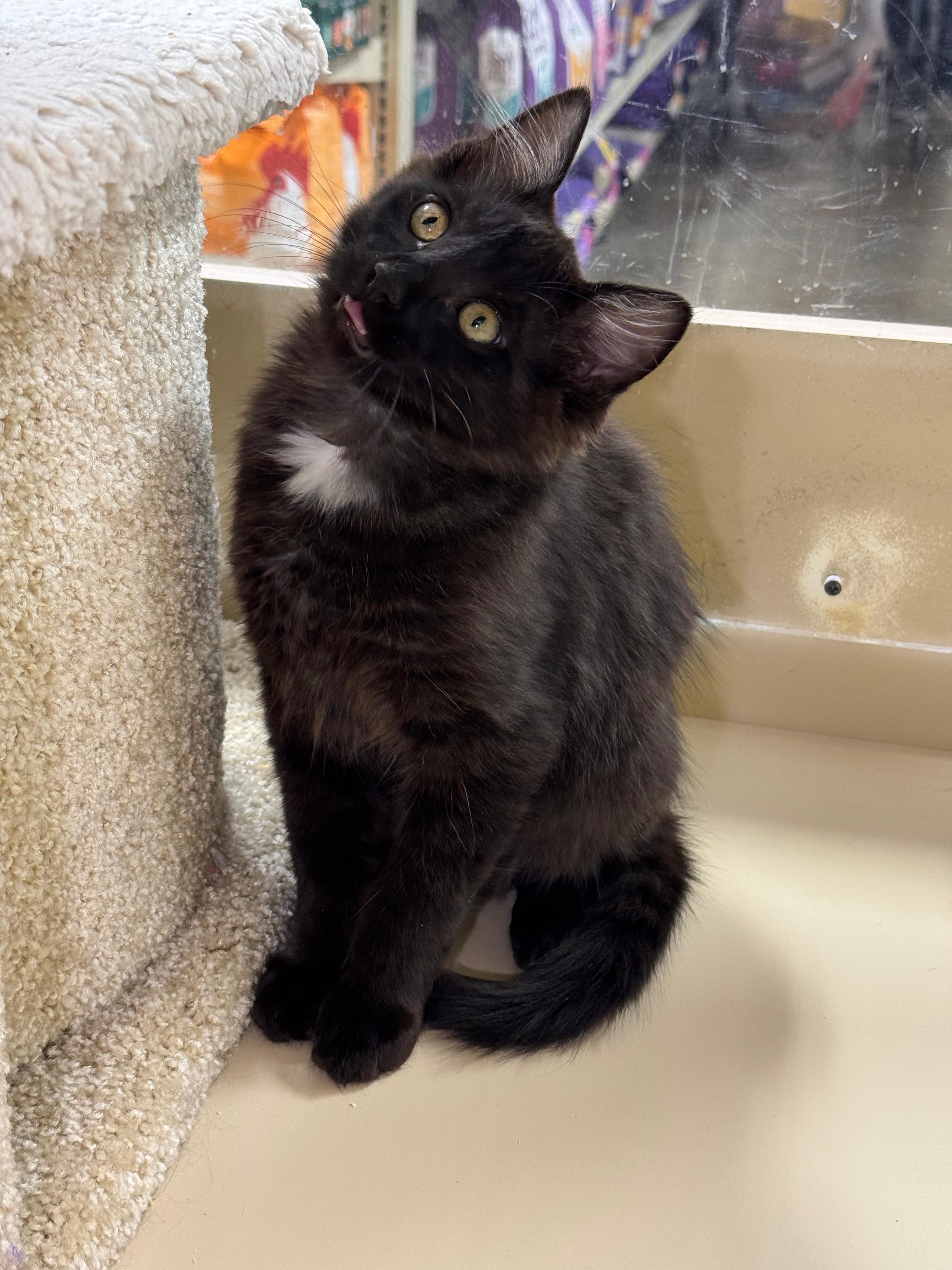 Jacob - male kitten, an adopted Domestic Long Hair in San Francisco, CA image 5/5
