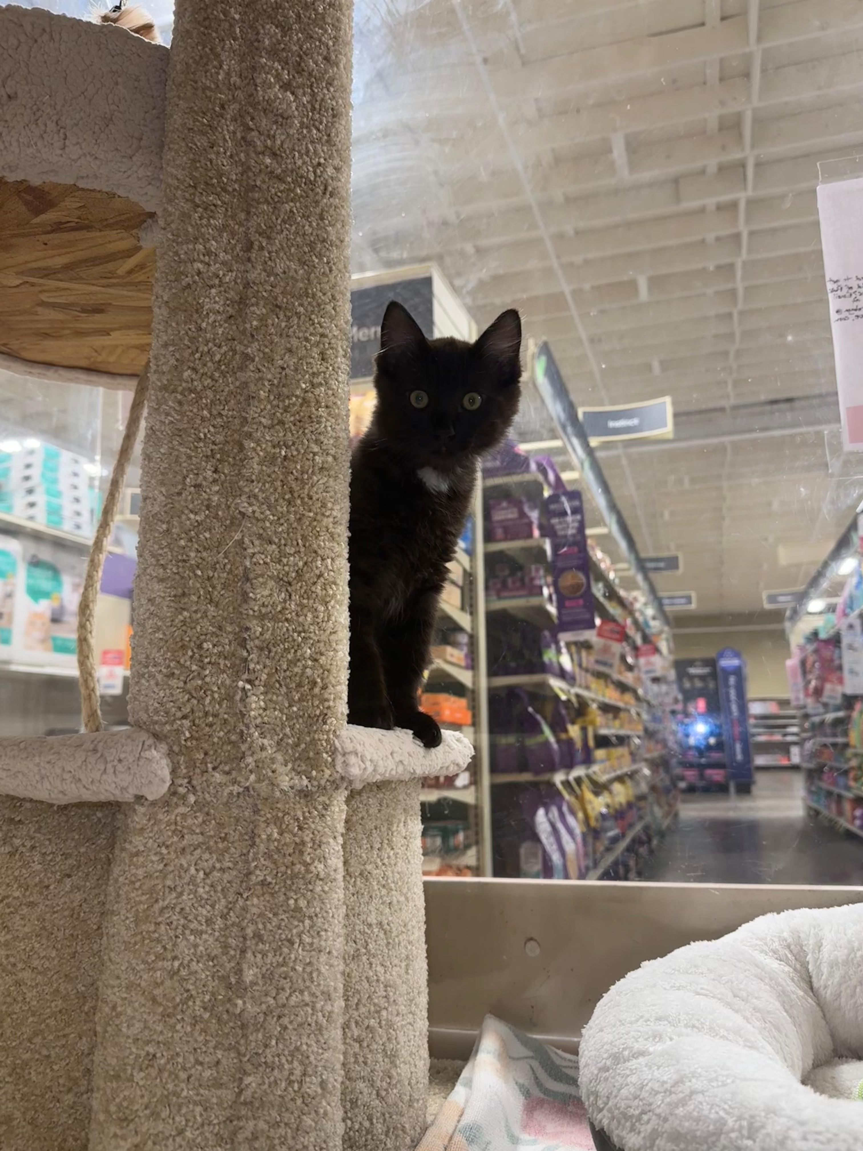 Jacob - male kitten, an adopted Domestic Long Hair in San Francisco, CA image 4/5