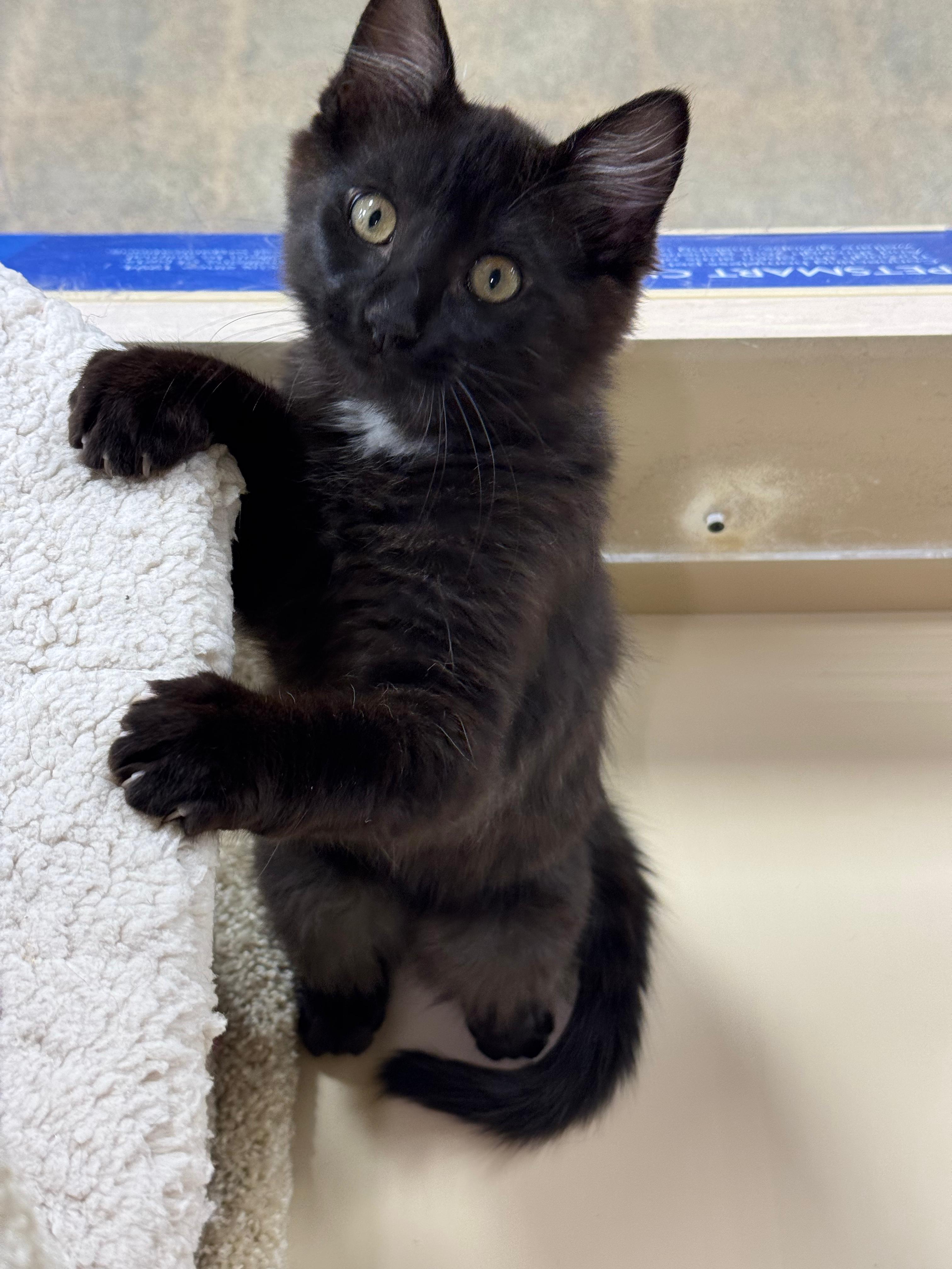 Jacob - male kitten, an adopted Domestic Long Hair in San Francisco, CA image 2/5