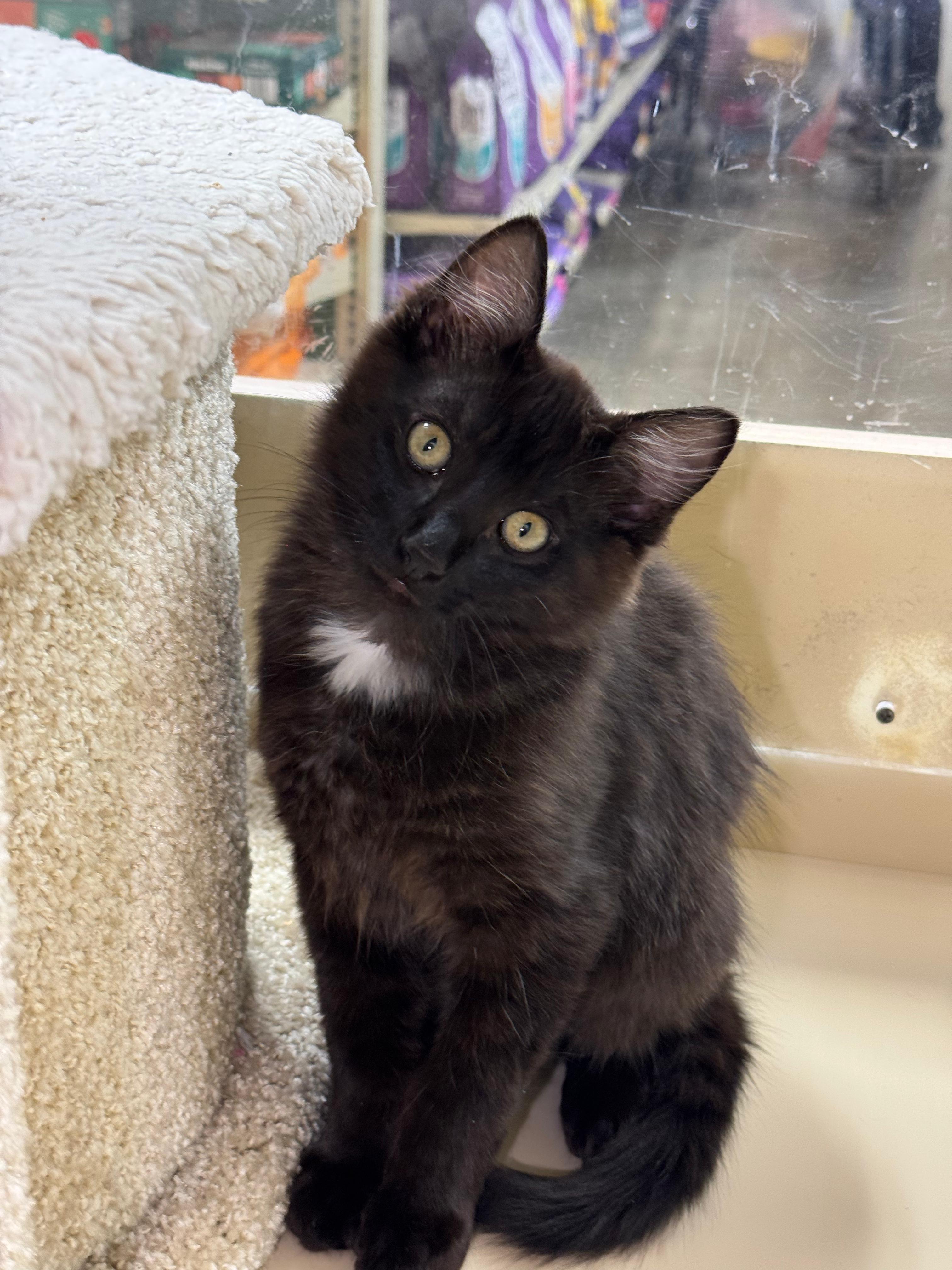 Jacob - male kitten, adopted, Kitten Male Domestic Long Hair.