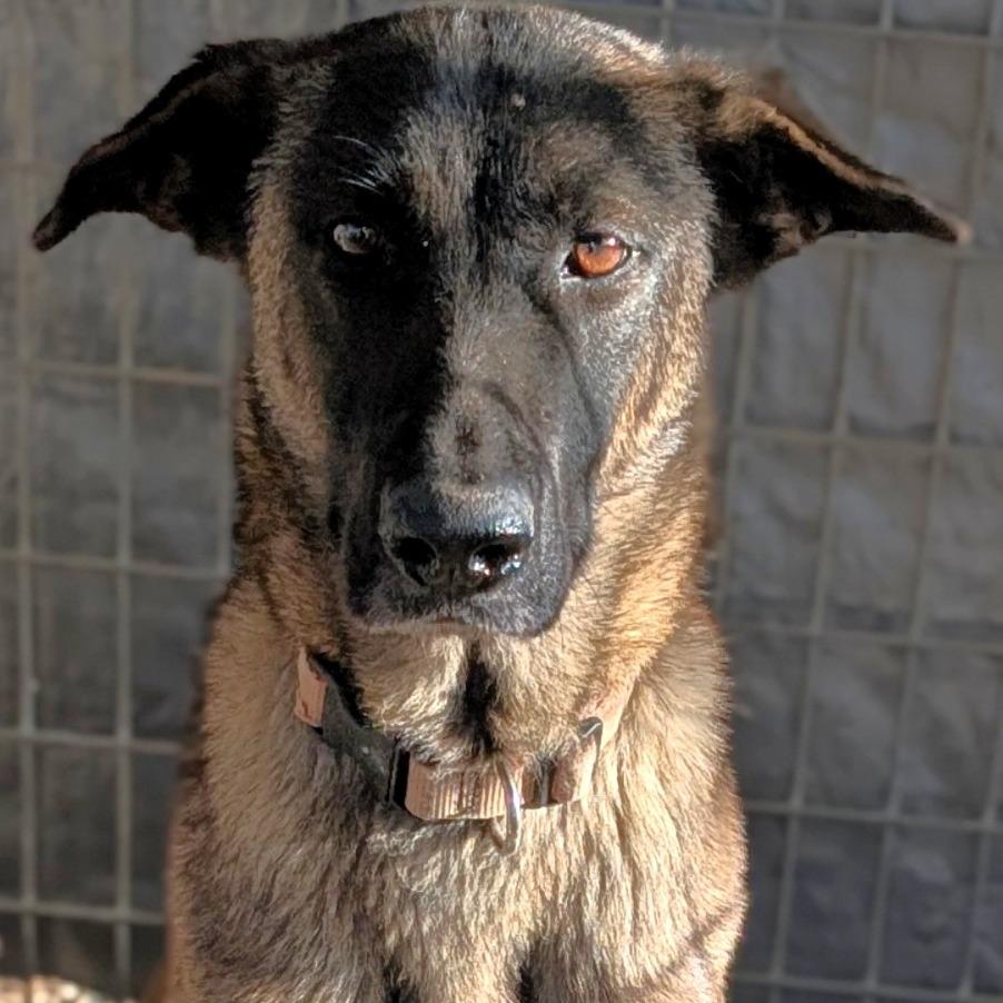 Hazel, Adoptable, Adult Female Belgian Shepherd / Malinois & Mixed Breed.