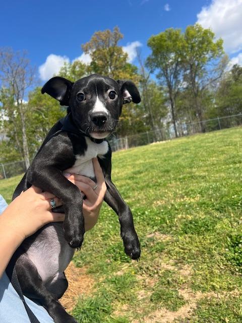 Enlarge Nero - Adoptable Awaiting S/N, a Adoptable Labrador Retriever in Chickamauga , GA image 1/2