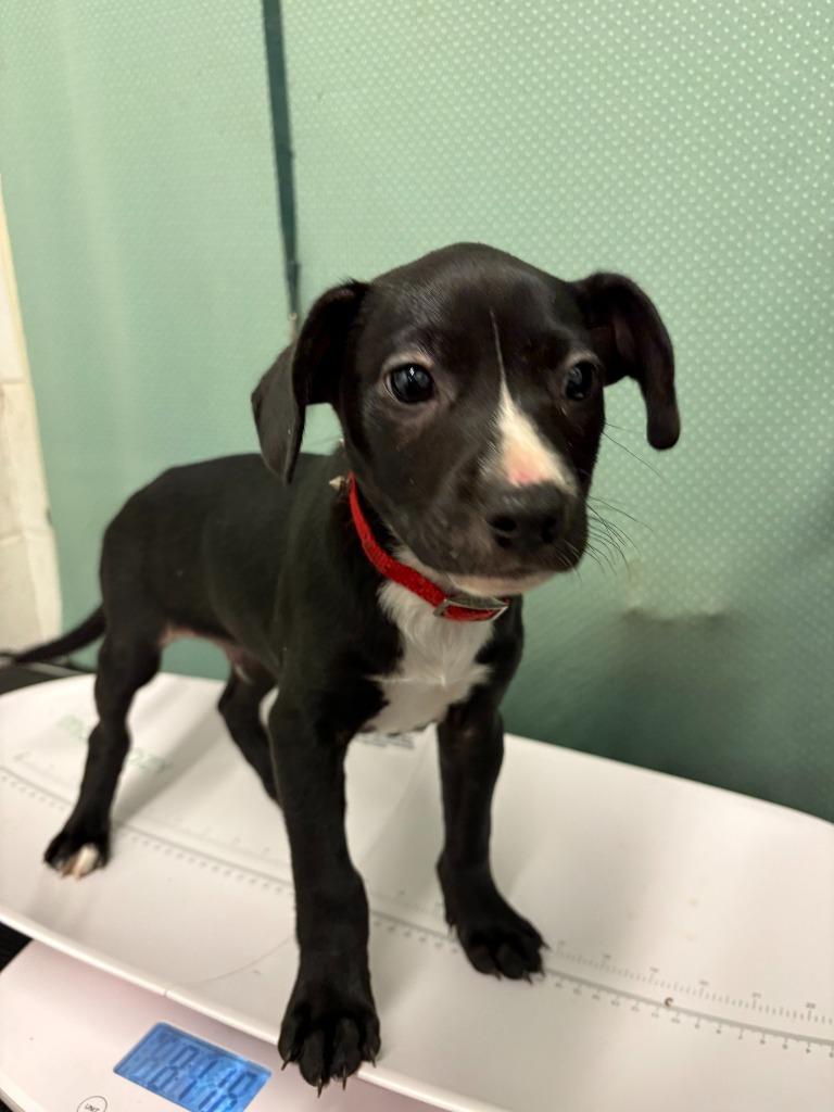 Enlarge Nero - Adoptable Awaiting S/N, a Adoptable Labrador Retriever in Chickamauga , GA image 2/2