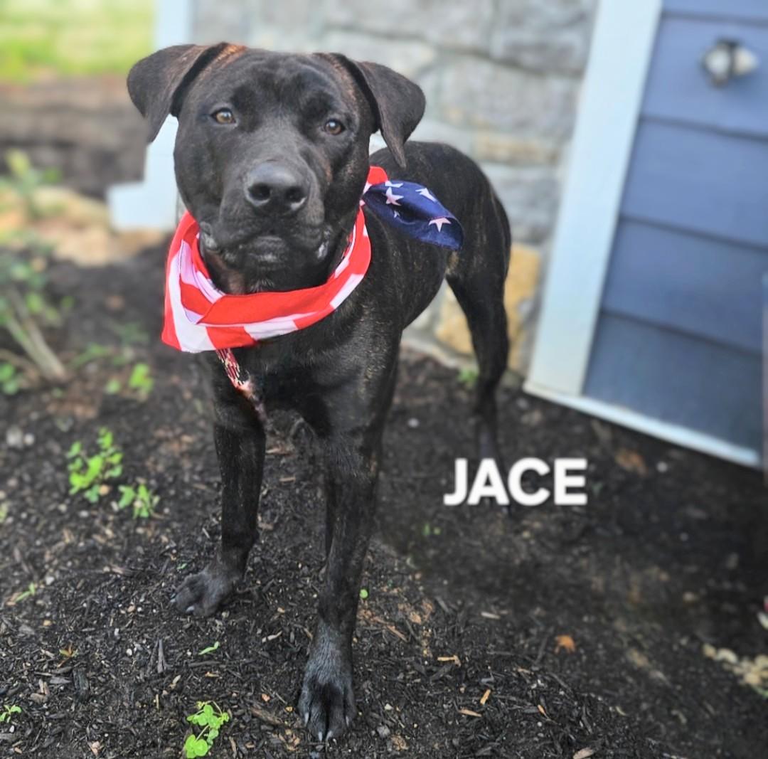 Jace - URGENT! URGENT!! URGENT!!!, Young Male unknown
