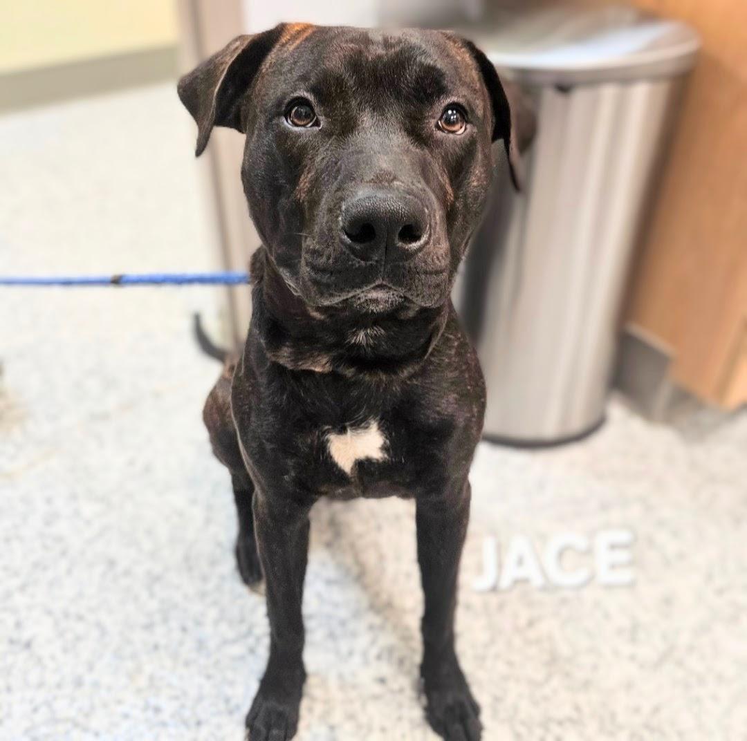 Jace - URGENT! URGENT!! URGENT!!! photo 2
