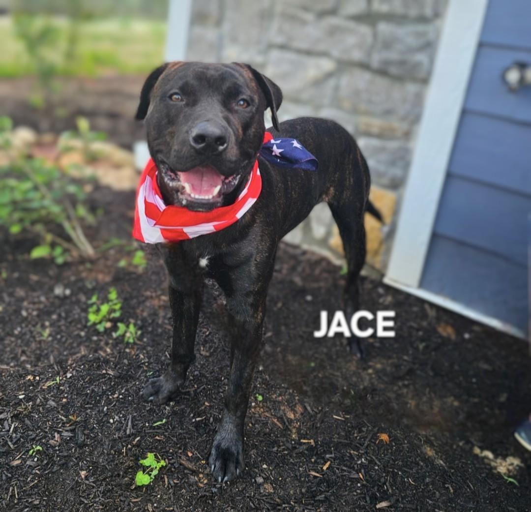 Jace - URGENT! URGENT!! URGENT!!! photo 4